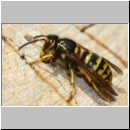 Dolichovespula media - Mittlere Wespe m01c.jpg